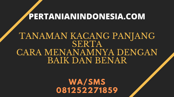 Tanaman Kacang Panjang Serta Cara Menanamnya Secara Baik Dan Benar